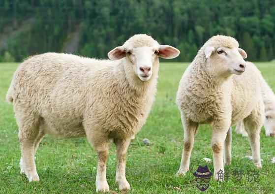 九一年屬羊女今年婚姻：一九九一年屬羊的姻緣