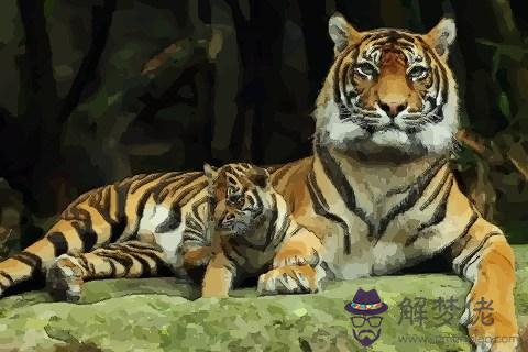 家里有三個屬虎的風水：算命的說家里有三個屬虎的很好