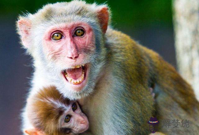屬猴劫難三次：80年屬猴的是什麼命