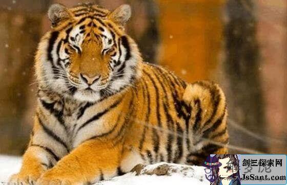 虎和什麼生肖相沖最兇：生肖屬虎的人與哪個生肖相克？