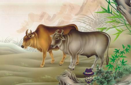 為什麼屬牛和屬虎相克：屬牛的和屬虎的真的相克嗎？