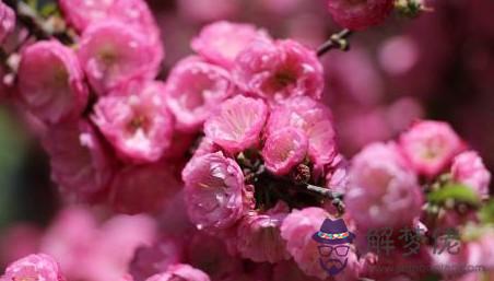 屬豬年爛桃花：哪些生肖的爛桃花比正桃花還要多呢？
