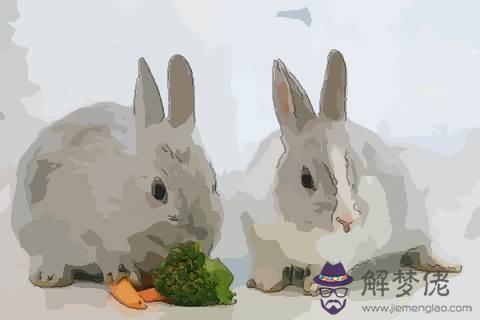 年兔女兔運：年屬兔人的運程