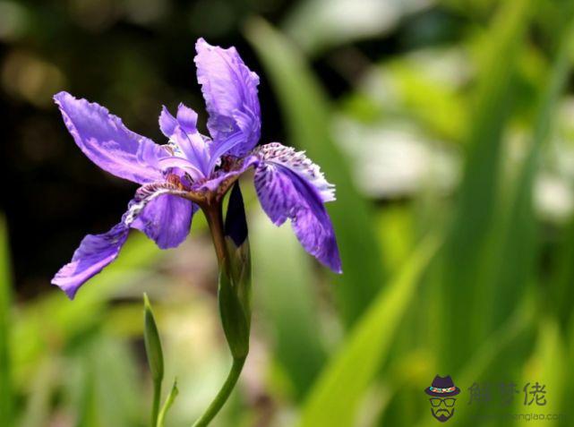 今周生肖運勢查詢：外遇花擦擦