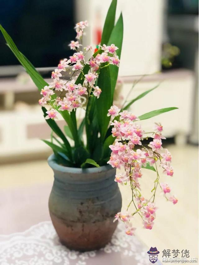巨蟹座的女生適合什麼花，巨蟹座適合的閨蜜星座