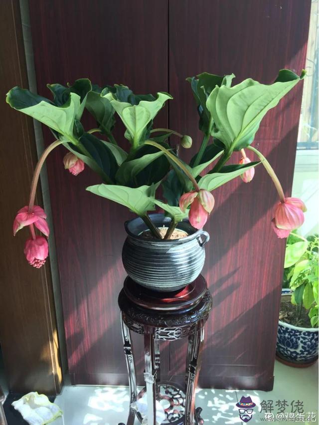 巨蟹座的女生適合什麼花，巨蟹座適合的閨蜜星座