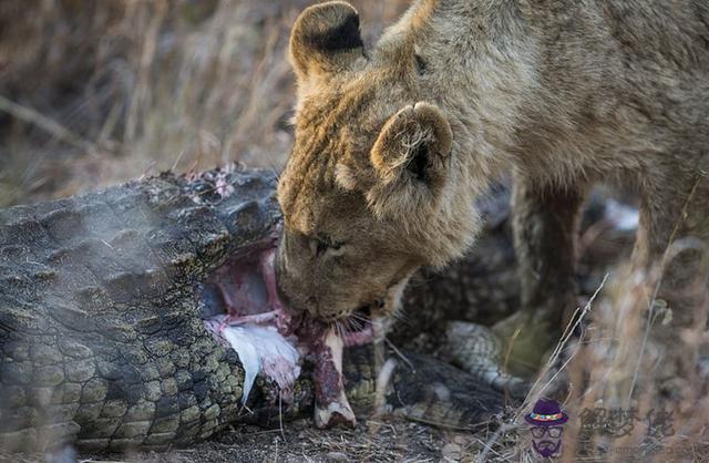獅子捕食鱷魚視頻，獅子和鱷魚慘殺的視頻