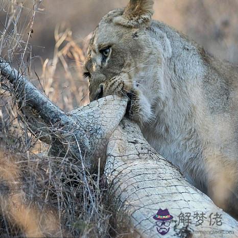 獅子捕食鱷魚視頻，獅子和鱷魚慘殺的視頻