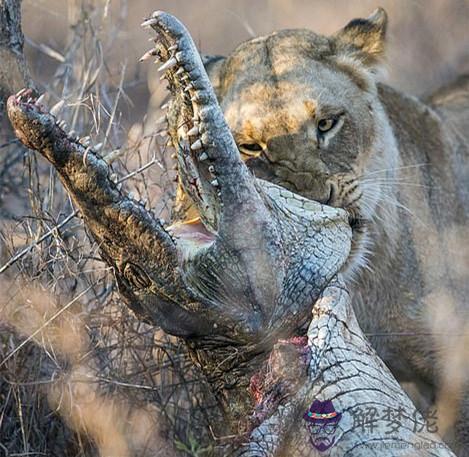 獅子捕食鱷魚視頻，獅子和鱷魚慘殺的視頻