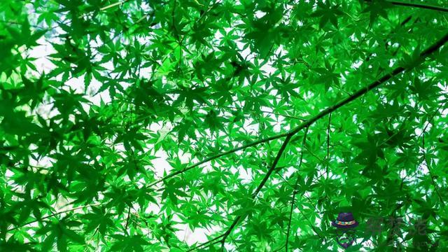 唯一能讀懂巨蟹的星座，唯一能治巨蟹的星座
