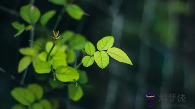唯一能讀懂巨蟹的星座，唯一能治巨蟹的星座