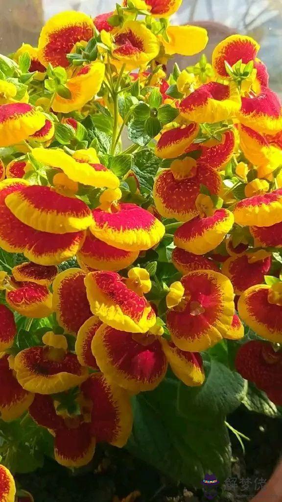 獅子座女生喜歡什麼花，獅子座的幸運珠寶2022