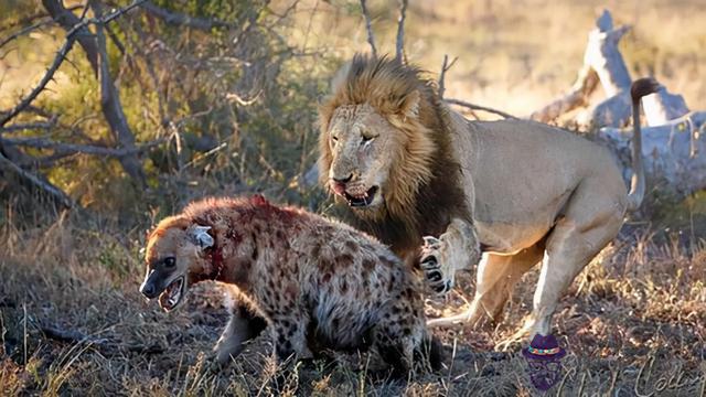 獅子跟鬣狗是死對頭麼，鬣狗為什麼不敢掏雄獅
