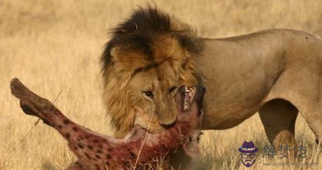 獅子跟鬣狗是死對頭麼，鬣狗為什麼不敢掏雄獅