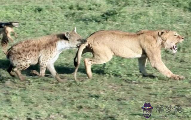 獅子跟鬣狗是死對頭麼，鬣狗為什麼不敢掏雄獅