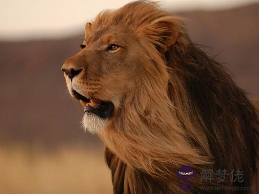 獅子男盯著你看時該怎麼辦，怎麼挽留獅子男