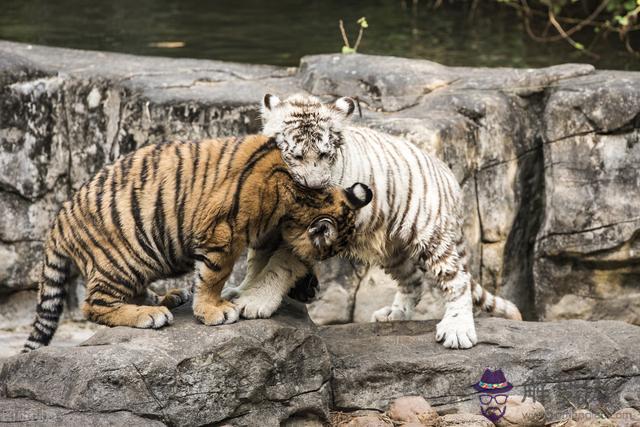 老虎或獅子吃它們的幼崽嗎，雄性獅子的生殖有多大