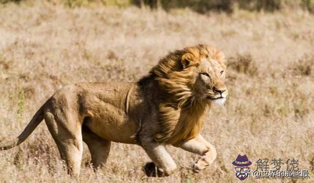 老虎vs鬣狗真實記錄，鬣狗咬死獅子真實視頻