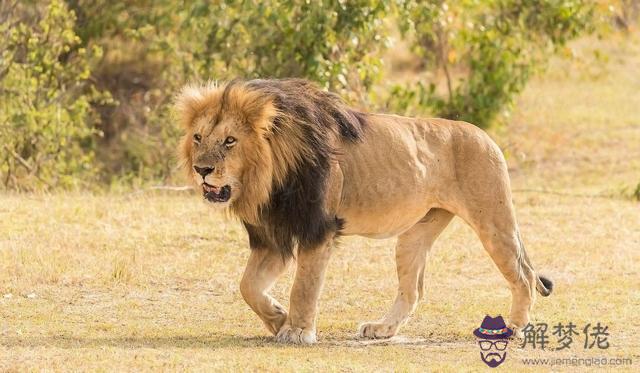 獅子力量大還是老虎力量大，老虎的氣場為什麼那麼大