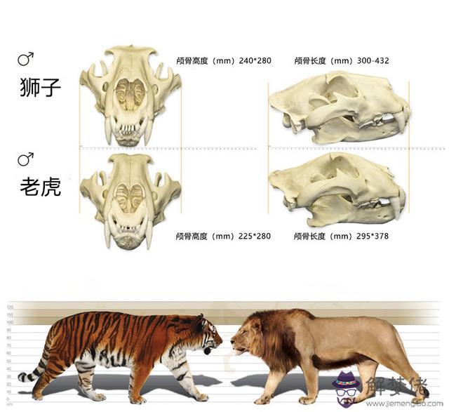 獅子力量大還是老虎力量大，老虎的氣場為什麼那麼大