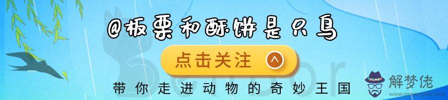 獅子受傷了為什麼會離開，獅群里有幾只公獅子