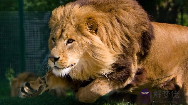 雄獅代表是什麼意思， 獅子的知識大全