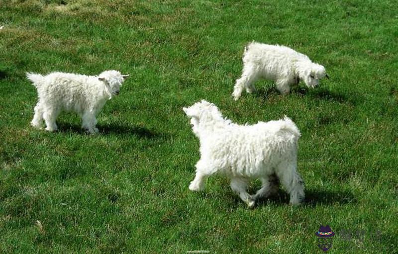 今年屬羊的運勢怎麼樣2021，屬羊的五個貴人是誰