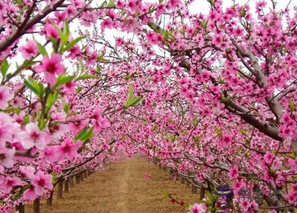 什麼八字桃花運旺，桃花運旺的八字分析