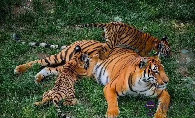 老虎什麼時候出生的比較好，什麼時候出生的老虎最兇