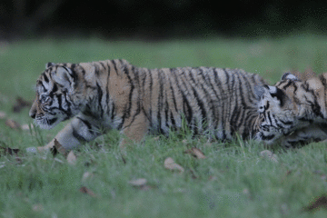 老虎什麼時候出生的比較好，什麼時候出生的老虎最兇