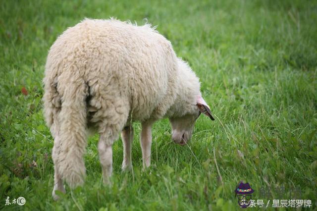 屬羊的最相配生肖屬相是什麼
