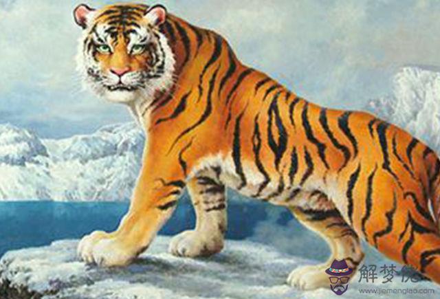 屬虎的和哪個屬相不合，虎和虎的屬相合不合