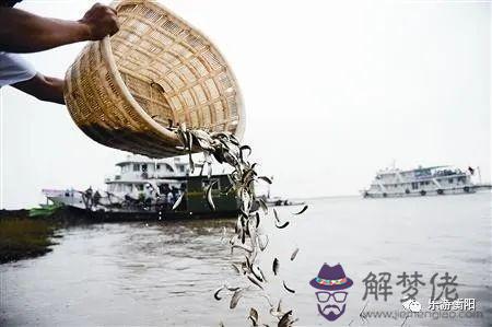 跟老虎沖的屬相是什麼