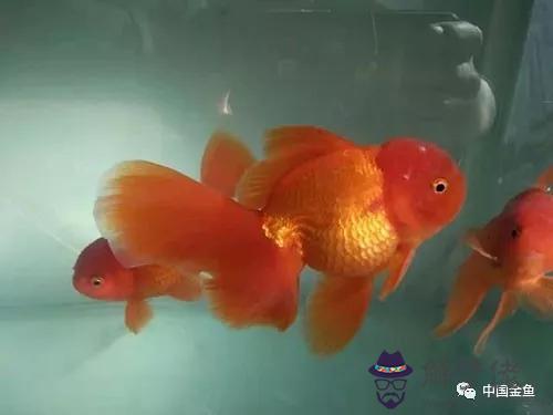 家里人屬相不同怎麼養魚