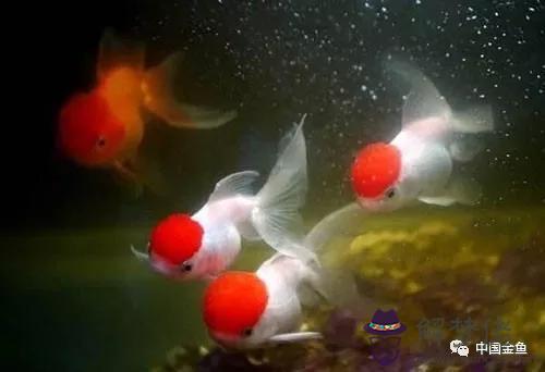 家里人屬相不同怎麼養魚