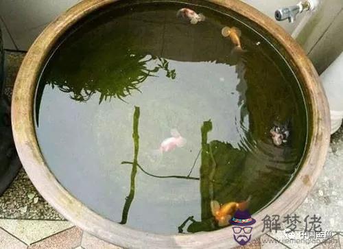 家里人屬相不同怎麼養魚