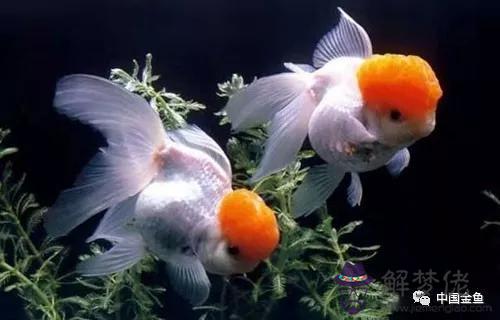 家里人屬相不同怎麼養魚
