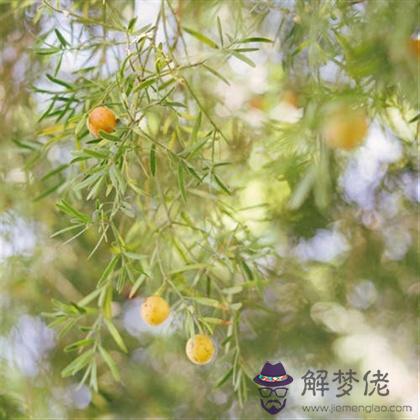害羞的兔子喜歡什麼屬相