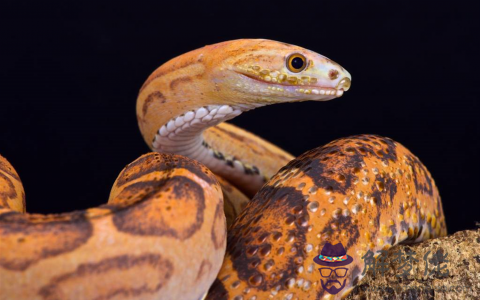 蛇和什麼屬相做事業比較合拍，蛇和什麼屬相事業最配
