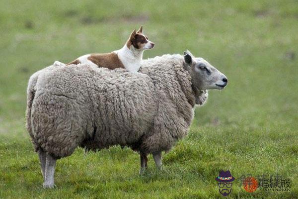 羊和羊生什麼屬相寶寶