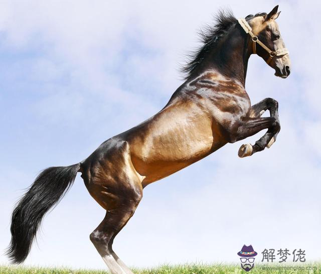 屬相馬雞哪個比較聰明