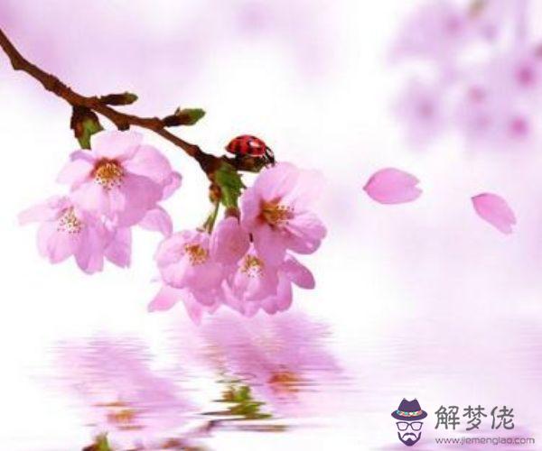 12月份有哪些屬相桃花纏身