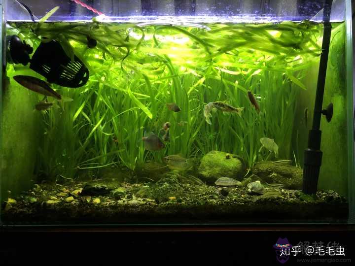 二月初一男孩屬相養魚好嗎，家庭養什麼魚最旺風水
