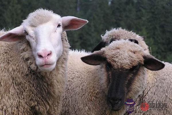 婚姻羊和什麼屬相最好
