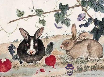 屬兔的和那個屬相不和，屬兔不和三個屬相