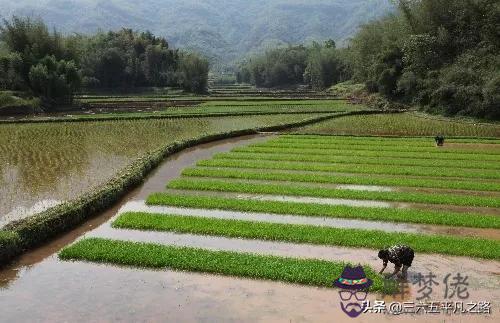 比豬小兩歲什麼屬相好