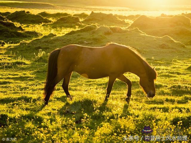兔和馬要什麼屬相寶寶