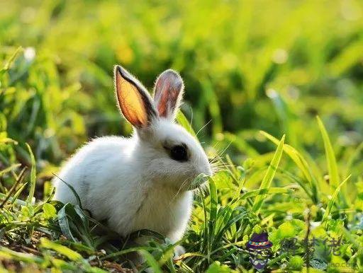 屬兔的跟什麼屬相和財