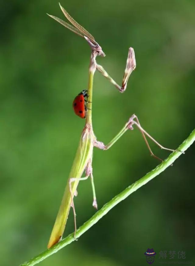 屬相雞和猴能在一起嗎