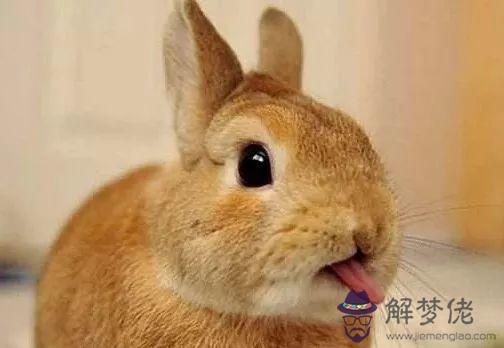 兔牙長在嘴巴上什麼屬相